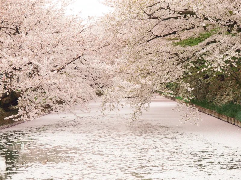 🏯 히로사키 성 이미지 8